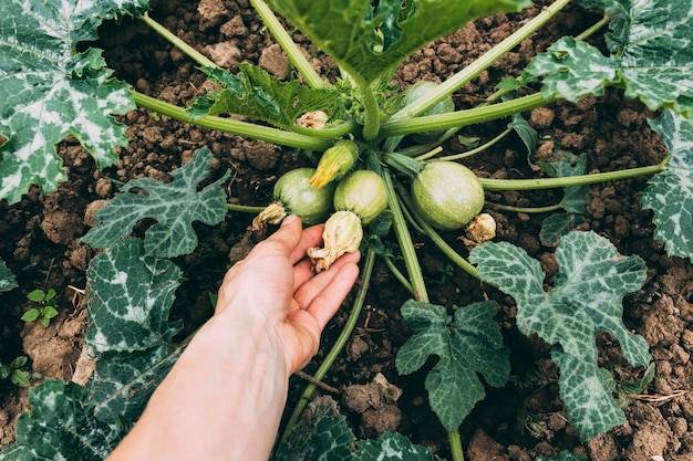 Crop hand touching squashes