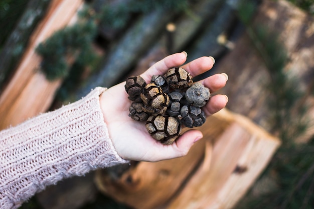 Free photo crop hand with conifer cones