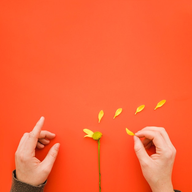 Crop hands Crop hands tearing flower petals