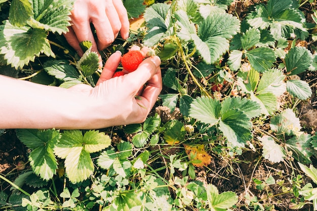 Free photo crop hands harvesting strawberries