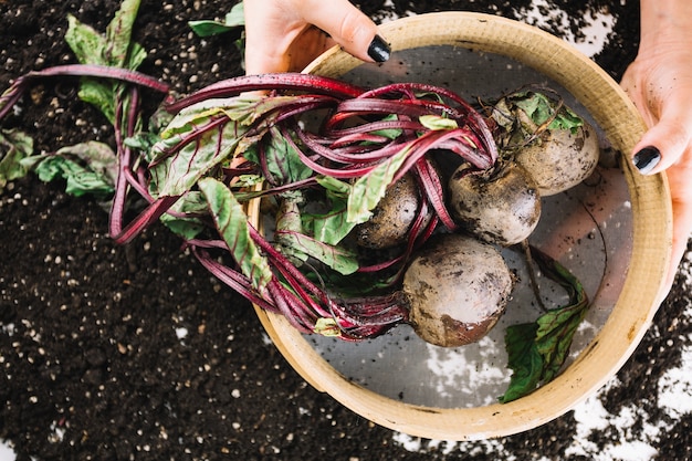 Crop hands holding sieve with beetroots