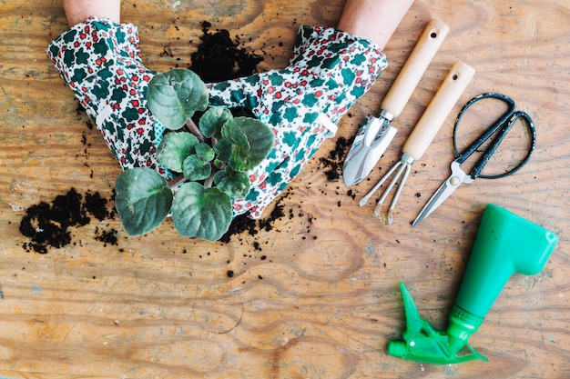 Crop hands potting plants