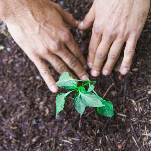 Free Photo crop hands pressing ground around srig