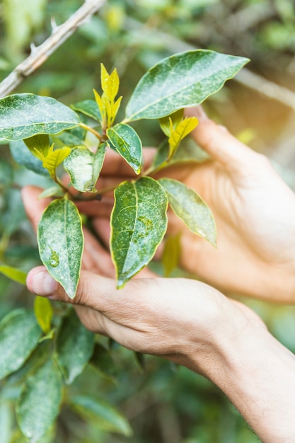 Free photo crop hands touching shrub twigs