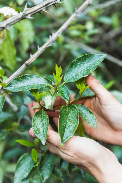 Free photo crop hands with shrub twigs