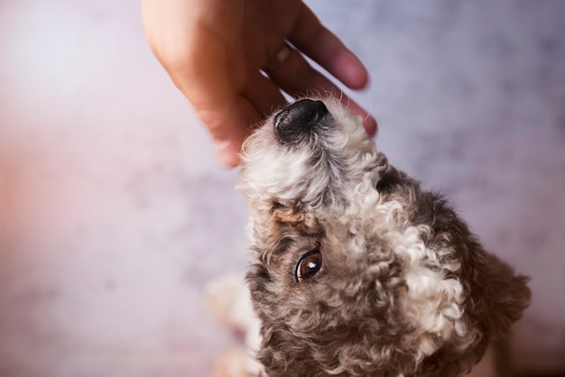 Crop person patting curly puppy