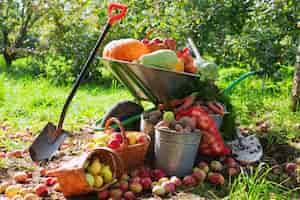 Free photo crop of vegetables in the garden