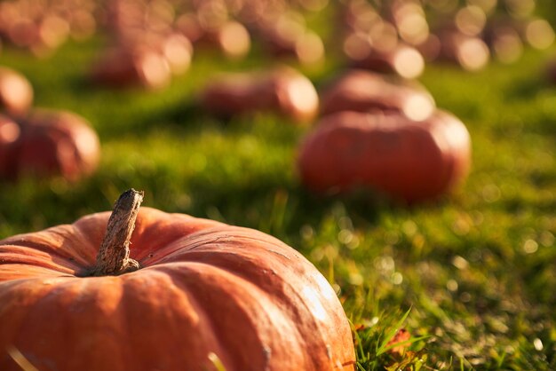 Crop view of large orange pumpkin in pumpkin patch at sunny day close up of rip pumpkin illuminated