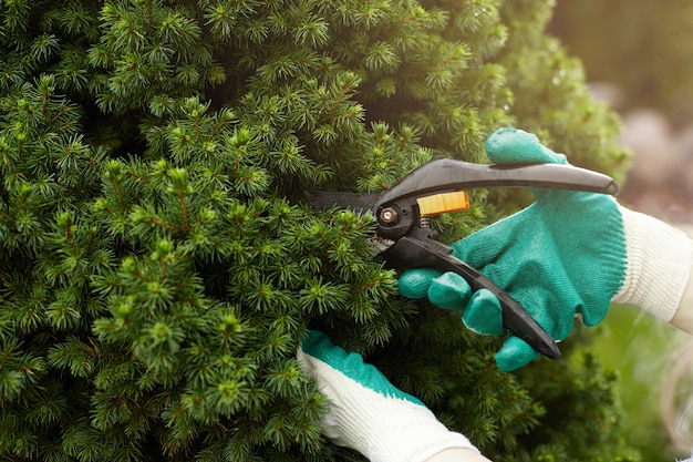 Cropped view of gardening worker wearing protective gloves while trimming plants