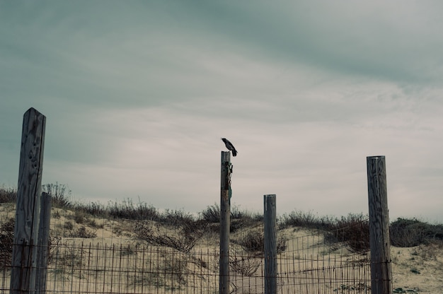 Free photo crow sitting on a wooden column in a deserted area