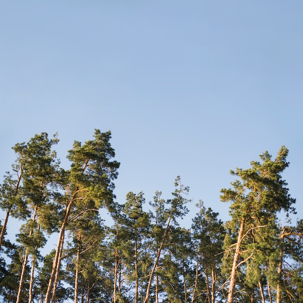 Free photo crowns of forest trees