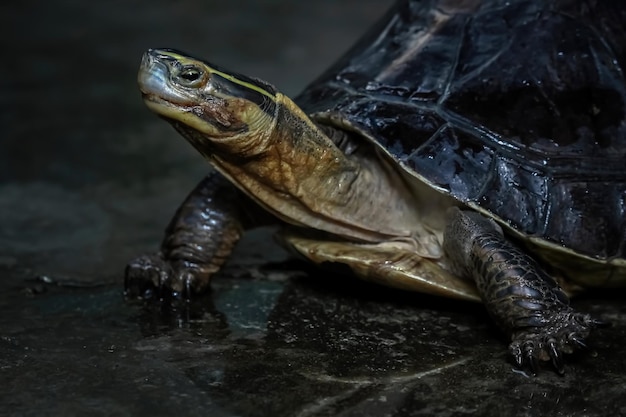 Free photo cuora amboinensis closeup head cuora amboinensis closeup