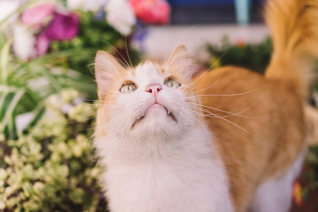 Curious cat in garden