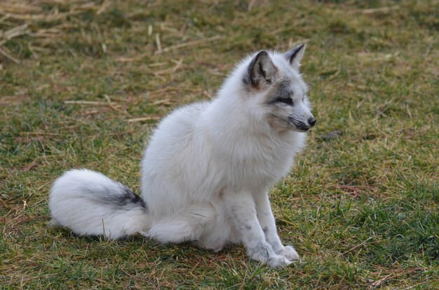 Curious and contemplative swift fox in the wild