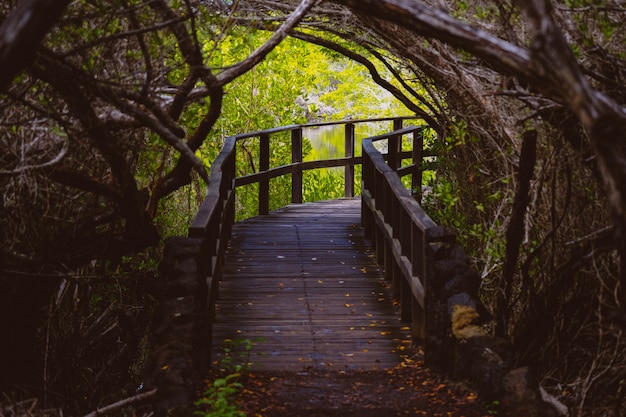 Free photo curvy wooden pathway in the middle trees and s water in a distance