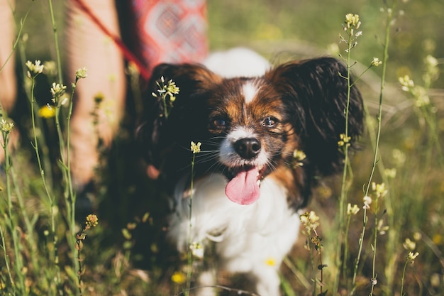 Cut? dog papillon breed walking in grass