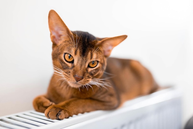 Free Photo cute abyssinian purebred cat laying on the radiator