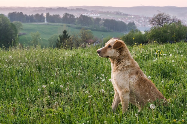 Free Photo cute adorable brown dog