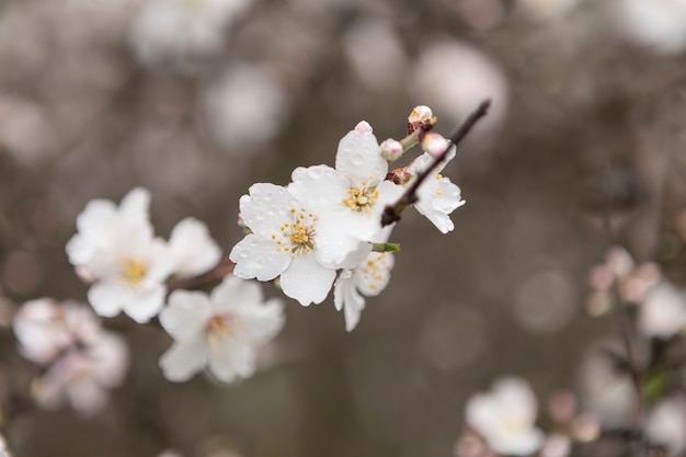 Free photo cute almond blossoms with drops of water