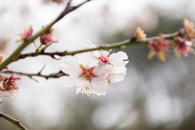 Free photo cute almond blossoms with water drops