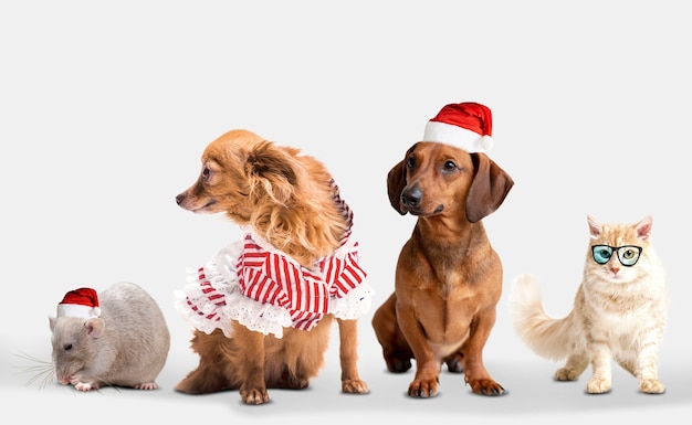 Cute animals group on white background