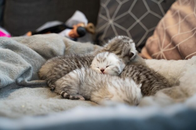 Cute baby cats siblings cuddle with each other