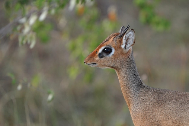 Free Photo cute baby deer in the african jungles