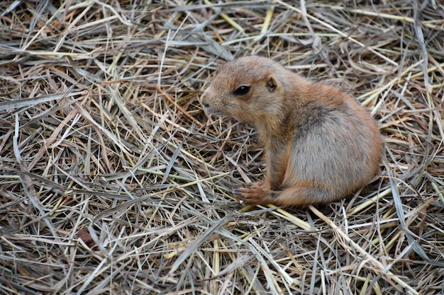 Free photo cute baby ground squirrel sitting up on his haunches on hay