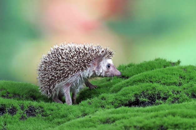 Free photo cute baby hedgehog closeup on grass baby hedgehog playing on grass