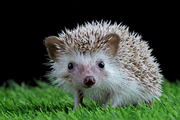 Free photo cute baby hedgehog closeup on grass with black background