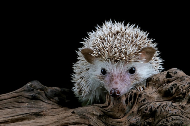 Free Photo cute baby hedgehog closeup on wood with black background