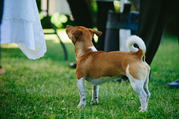 Cute basenji dog playing outdoors at daytime