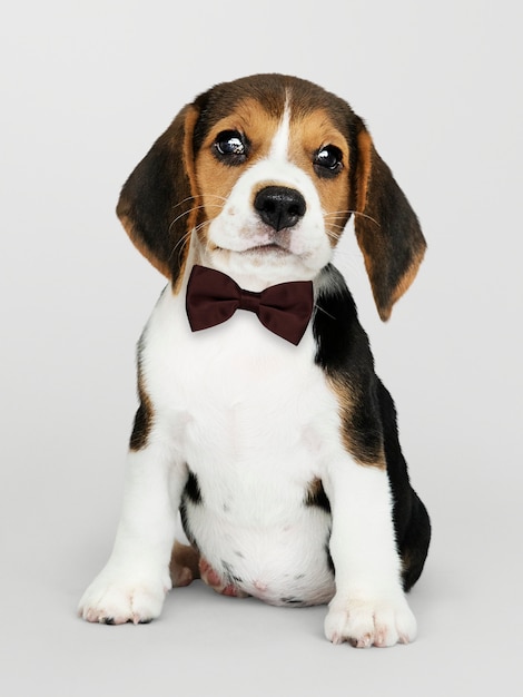 Cute Beagle in a dark brown bow tie