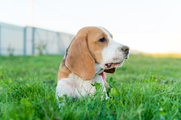 Cute beagle portrait