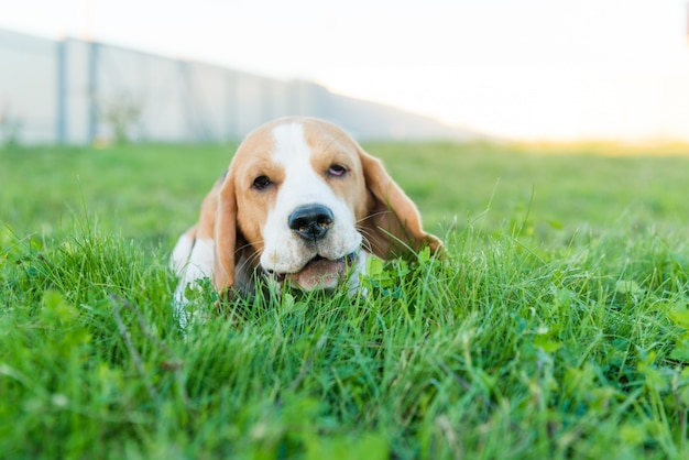 Cute beagle portrait