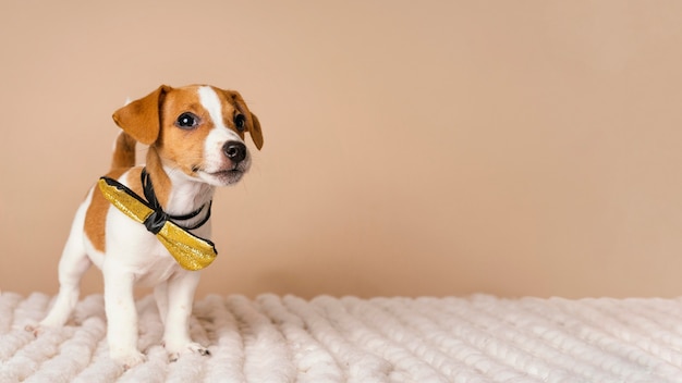 Free photo cute beagle wearing yellow bow time