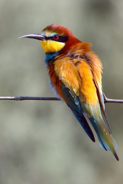 Free Photo cute bee-eater colorful bird sitting on the tree branch with blurred background