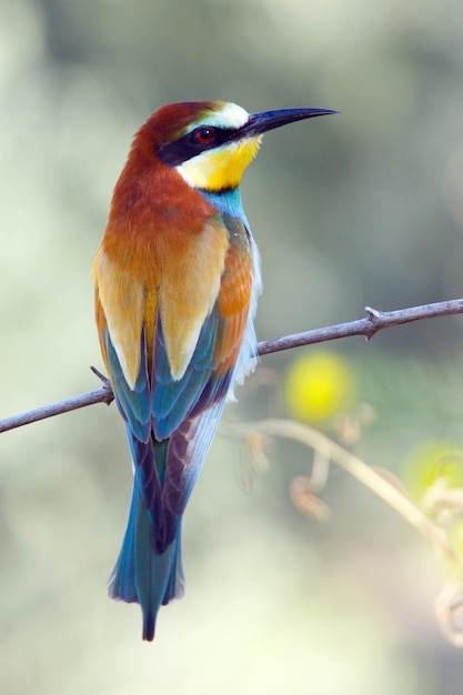 Free photo cute beeeater colorful bird sitting on the tree branch with blurred background