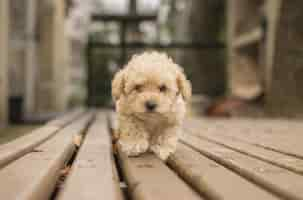 Free photo cute beige shih-poo maltipoo dog walking on a wooden deck