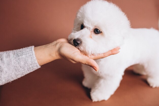 Cute bichon frise puppy posing in studio