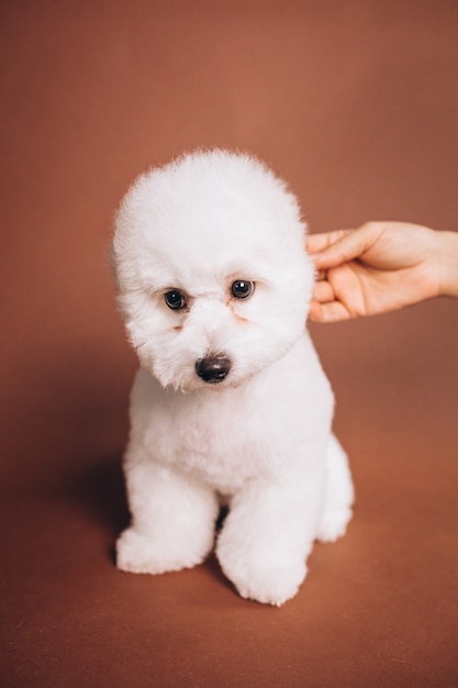 Free photo cute bichon frise puppy posing in studio