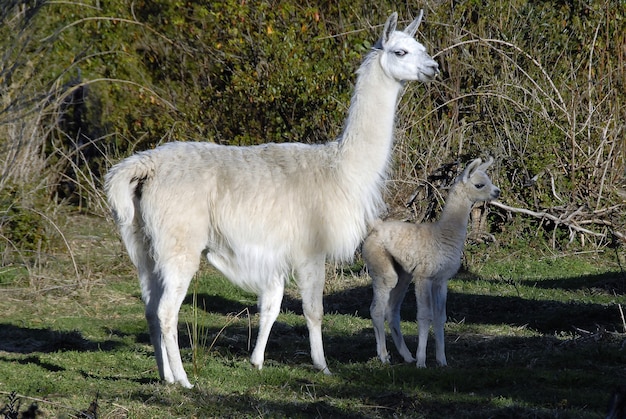 Free photo cute big and baby llamas standing together in a park