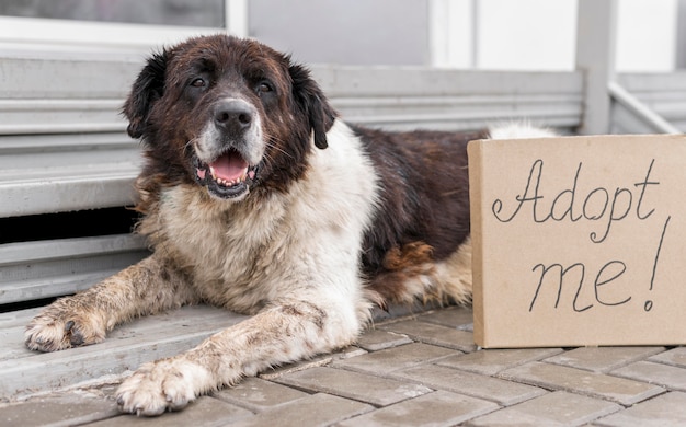 Cute big dog sitting next to adopt me sign at shelter