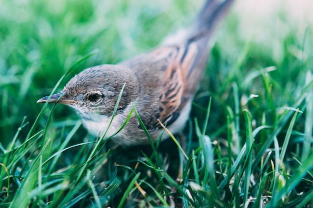 Cute bird sitting in grass