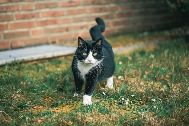 Free Photo cute black cat staring at the camera on the grass in front of a wall