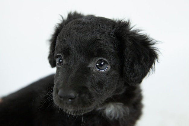 Free Photo cute black flat-coated retriever dog with a humble facial expression