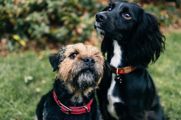 Cute black spaniel dog and a border terrier sitting on the grass