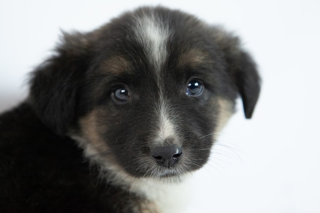 Cute black and white puppy