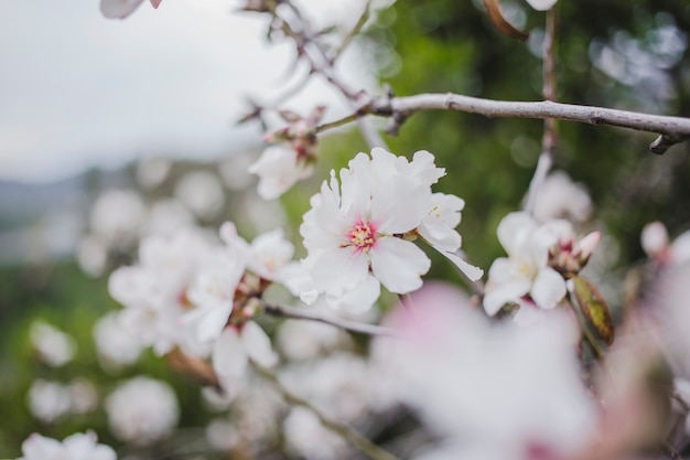 Cute blooming branches with blurred background