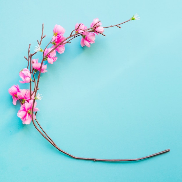 Free photo cute blooming twig